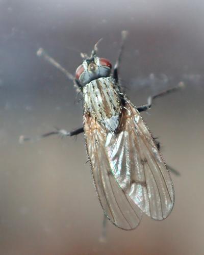 Réf. 197 866 : Anthomyia liturata